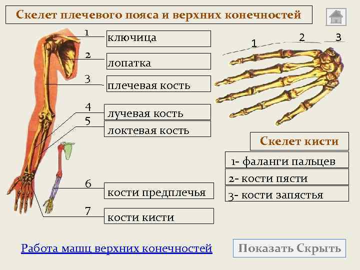 Скелет плечевого пояса и верхних конечностей 1 ключица 2 1 2 лопатка 3 плечевая