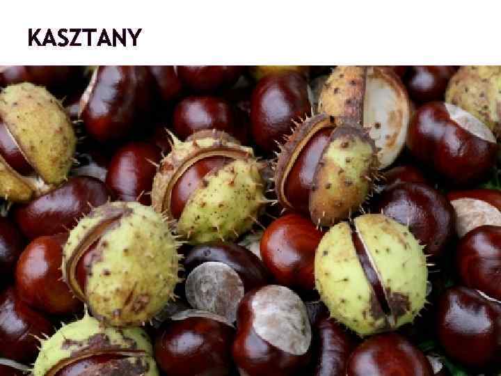 KASZTANY 