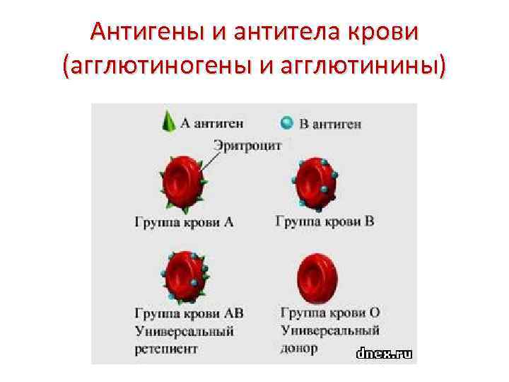 Антигены и антитела крови (агглютиногены и агглютинины) 