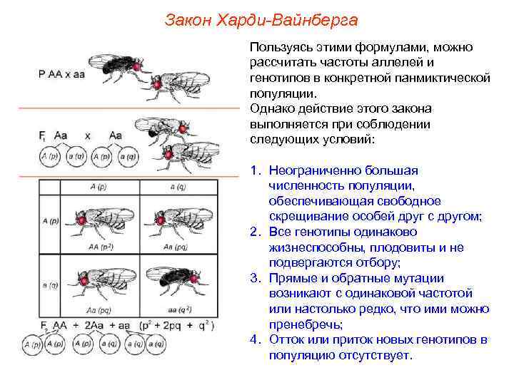 Закон Харди-Вайнберга Пользуясь этими формулами, можно рассчитать частоты аллелей и генотипов в конкретной панмиктической