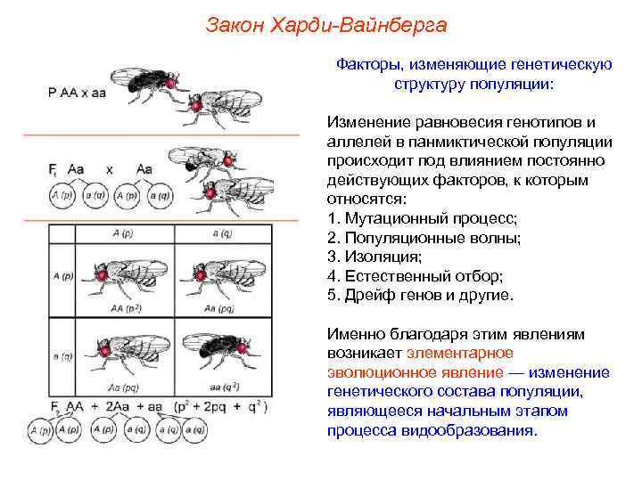 Закон Харди-Вайнберга Факторы, изменяющие генетическую структуру популяции: Изменение равновесия генотипов и аллелей в панмиктической