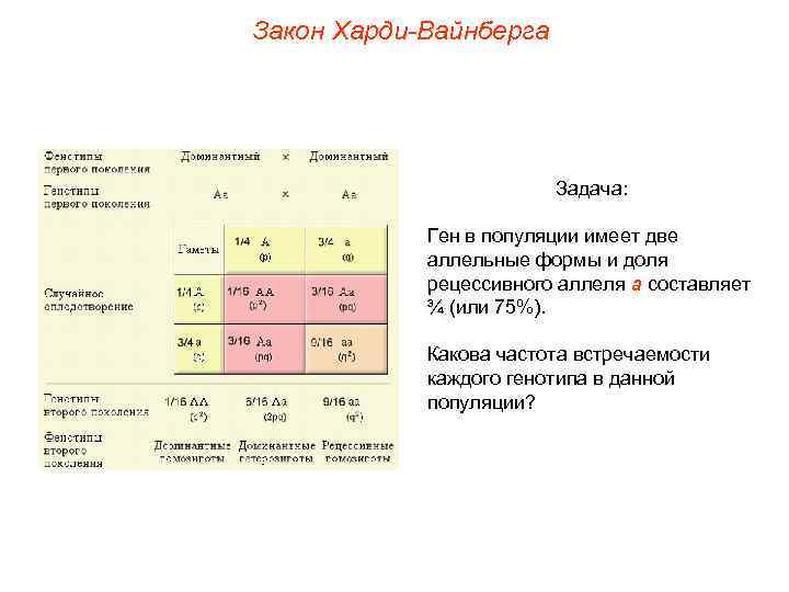 Закон Харди-Вайнберга Задача: Ген в популяции имеет две аллельные формы и доля рецессивного аллеля