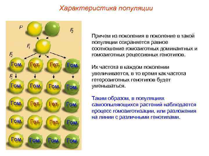 Характеристика популяции Причем из поколения в поколение в такой популяции сохраняется равное соотношение гомозиготных