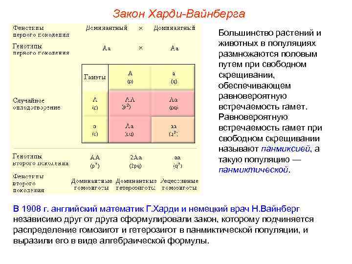 Закон Харди-Вайнберга Большинство растений и животных в популяциях размножаются половым путем при свободном скрещивании,