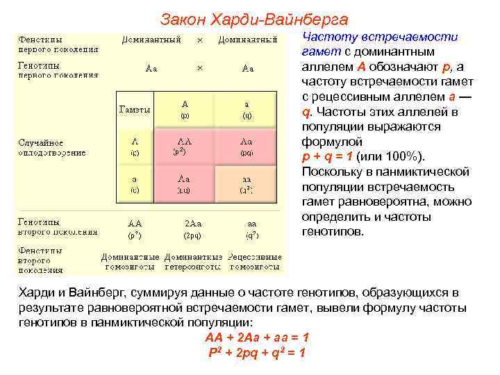 Закон Харди-Вайнберга Частоту встречаемости гамет с доминантным аллелем А обозначают p, а частоту встречаемости