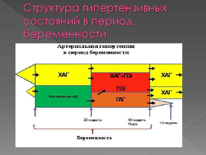 Структура гипертензивных состояний в период беременности 