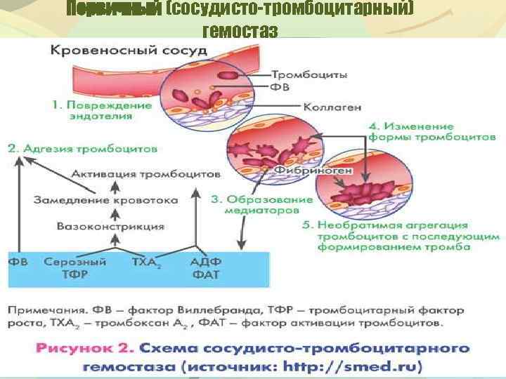 Фазы сосудисто-тромбоцитарного гемостаза. Схема первичного тромбоцитарного гемостаза. Этапы сосудисто-тромбоцитарного гемостаза физиология. Этапы сосудисто-тромбоцитарного гемостаза.