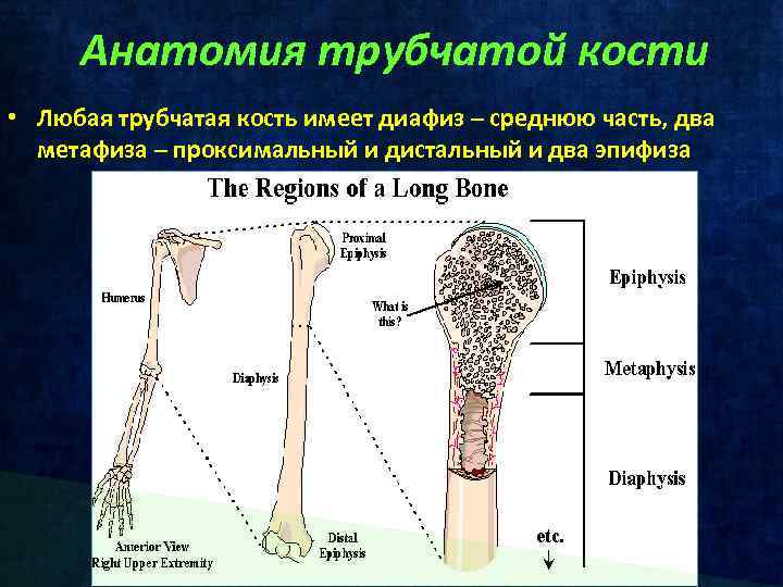 Трубчатые кости функции