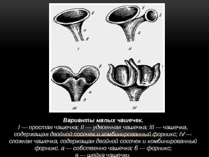 Варианты малых чашечек. I — простая чашечка; II — удвоенная чашечка; III — чашечка,