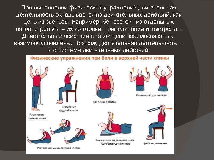 При выполнении физических упражнений двигательная деятельность складывается из двигательных действий, как цепь из звеньев.