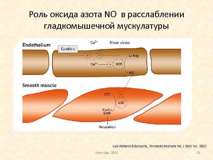 Роль оксида азота NO в расслаблении гладкомышечной мускулатуры Luis Aldámiz-Echevarría , Fernando Andrade Int.