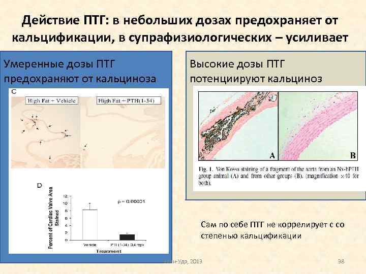 Действие ПТГ: в небольших дозах предохраняет от кальцификации, в супрафизиологических – усиливает Умеренные дозы