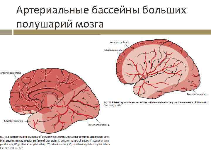 Артериальные бассейны больших полушарий мозга 