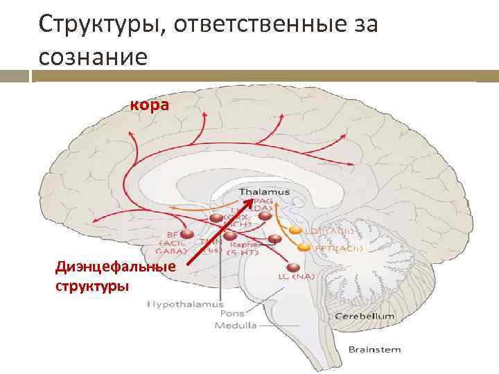 Диэнцефальная дисфункция головного мозга. Энцефальные отделы мозга это. Диэнцефальная область. Диэнцефальные структуры мозга. Диэнцефальные отделы среднего мозга.