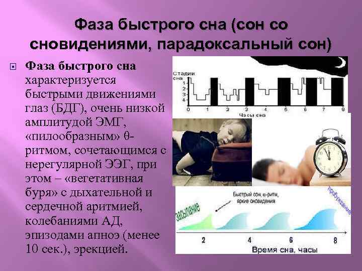 Фаза быстрого сна (сон со сновидениями, парадоксальный сон) Фаза быстрого сна характеризуется быстрыми движениями