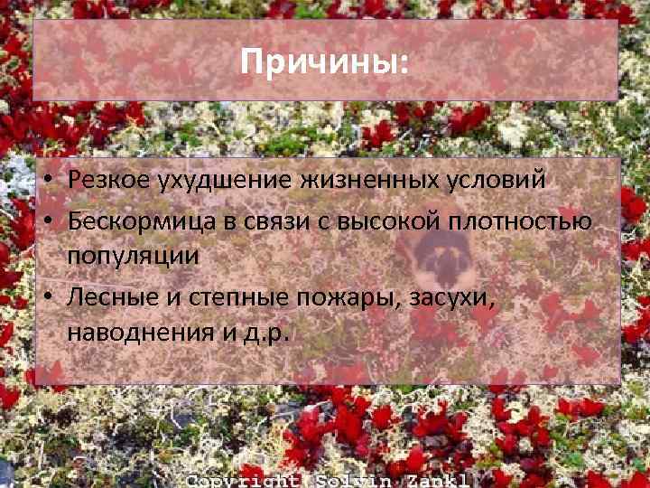 Причины: • Резкое ухудшение жизненных условий • Бескормица в связи с высокой плотностью популяции