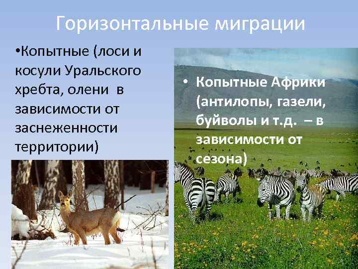 Презентация миграция лосося