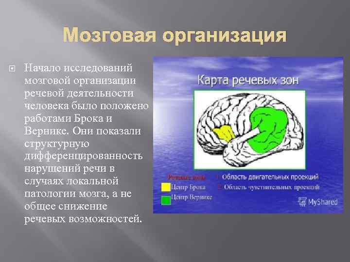 Мозговая организация Начало исследований мозговой организации речевой деятельности человека было положено работами Брока и