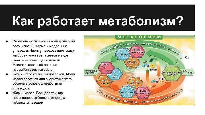 Как работает метаболизм? ■ ■ ■ Углеводы - основной источник энергии организма. Быстрые и