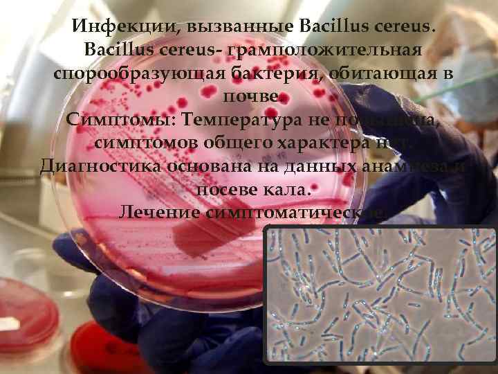 Инфекции, вызванные Bacillus cereus- грамположительная спорообразующая бактерия, обитающая в почве. Симптомы: Температура не повышена,
