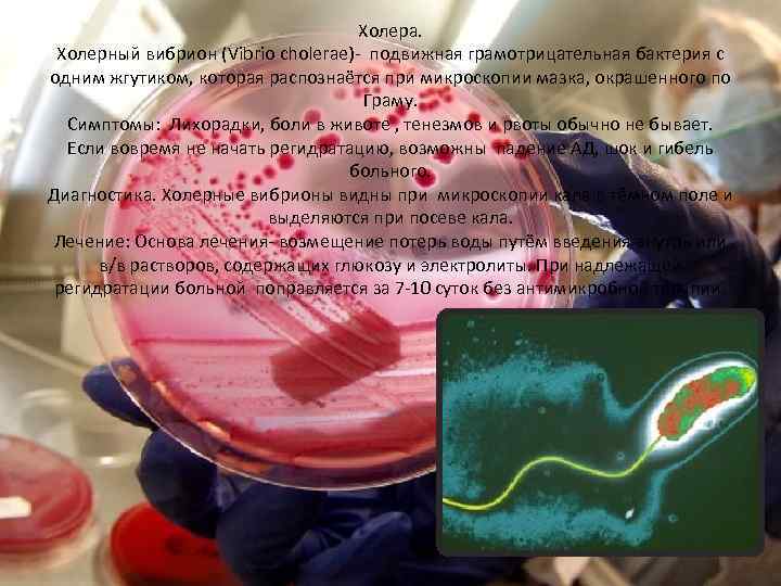 Холера. Холерный вибрион (Vibrio cholerae)- подвижная грамотрицательная бактерия с одним жгутиком, которая распознаётся при
