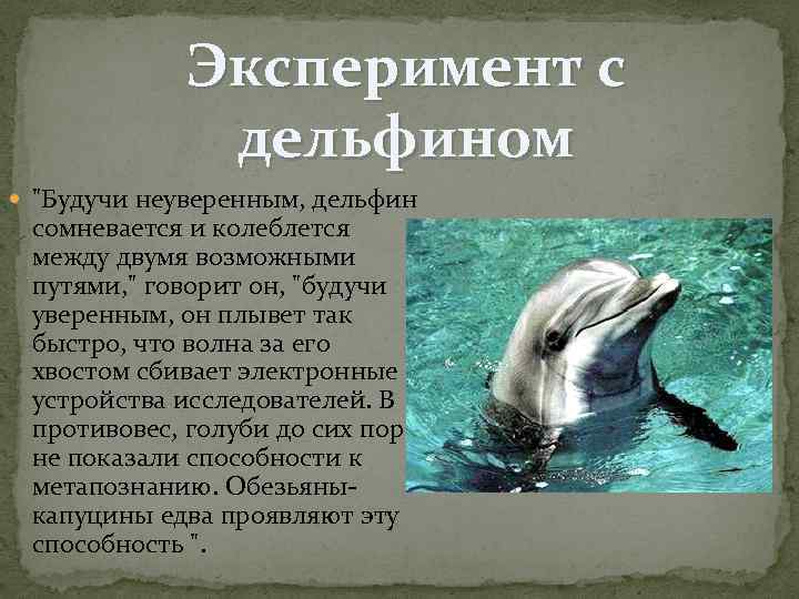 Эксперимент с дельфином 