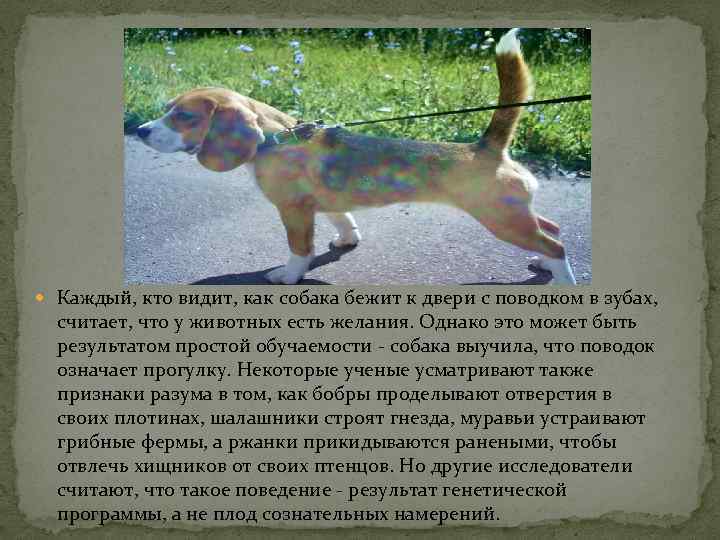  Каждый, кто видит, как собака бежит к двери с поводком в зубах, считает,