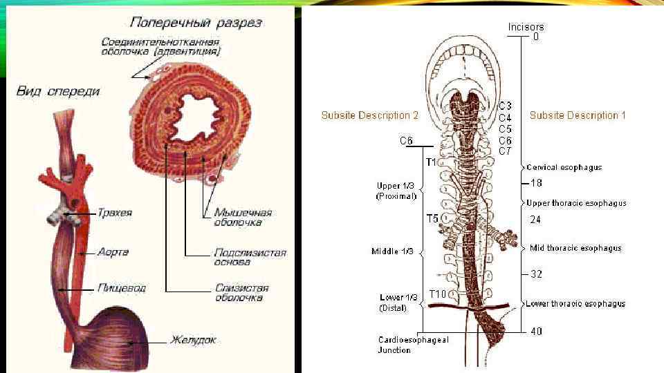 Пищеводу карта. Пищевод строение анатомия. Анатомические сужения пищевода.