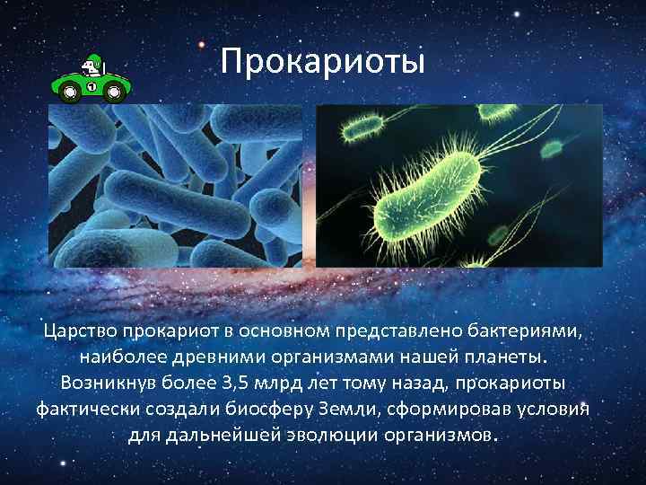 Прокариоты где. Бактерии прокариоты 5 класс. Бацилла прокариот. Домен прокариотических микроорганизмов. Прокариоты это в биологии.