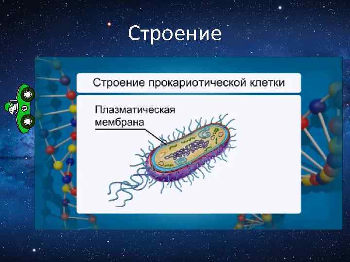 Строение 