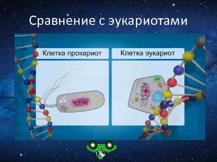 Сравнение с эукариотами 