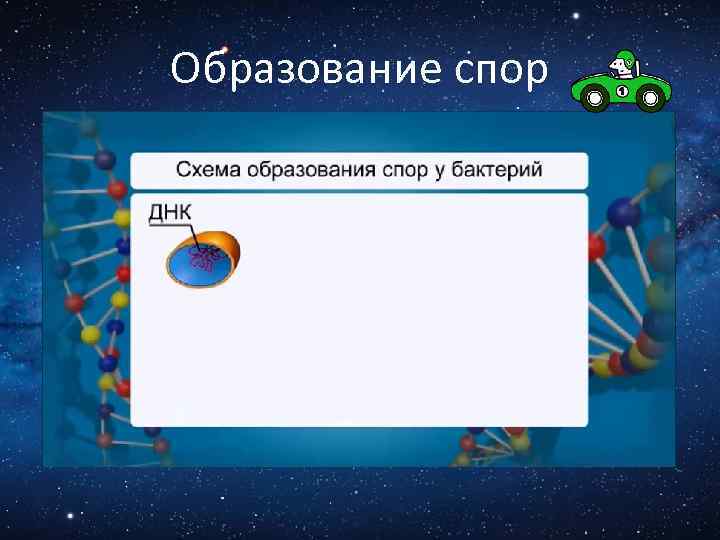 Образование спор 