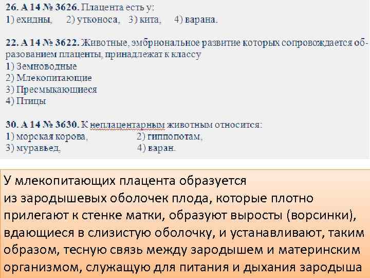 У млекопитающих плацента образуется из зародышевых оболочек плода, которые плотно прилегают к стенке матки,