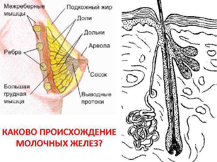 КАКОВО ПРОИСХОЖДЕНИЕ МОЛОЧНЫХ ЖЕЛЕЗ? 