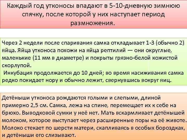 Каждый год утконосы впадают в 5 -10 -дневную зимнюю спячку, после которой у них