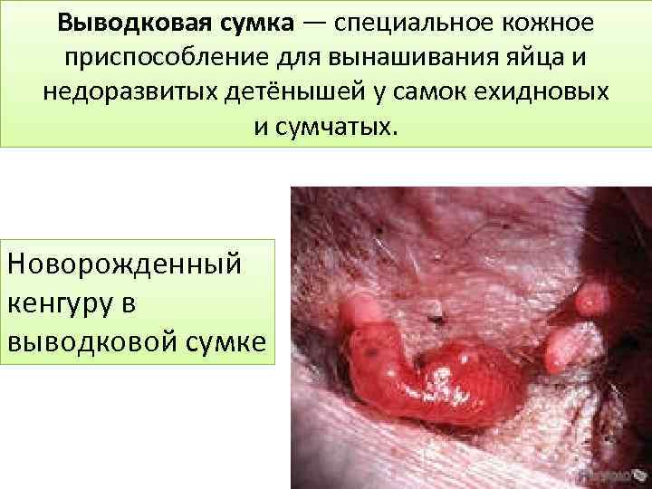 Выводковая сумка — специальное кожное приспособление для вынашивания яйца и недоразвитых детёнышей у самок