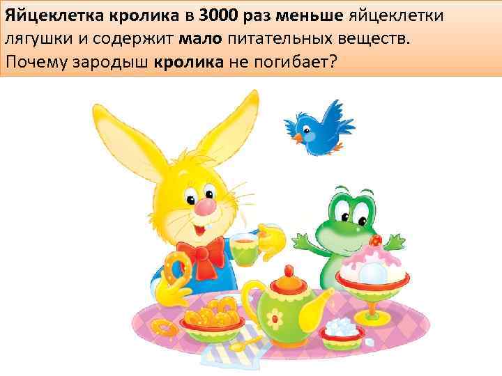 Яйцеклетка кролика в 3000 раз меньше яйцеклетки лягушки и содержит мало питательных веществ. Почему
