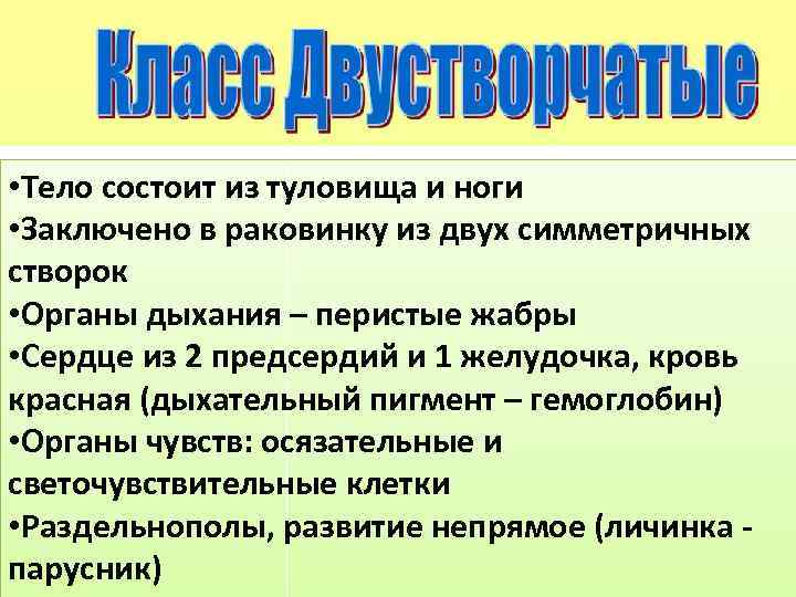  • Тело состоит из туловища и ноги • Заключено в раковинку из двух