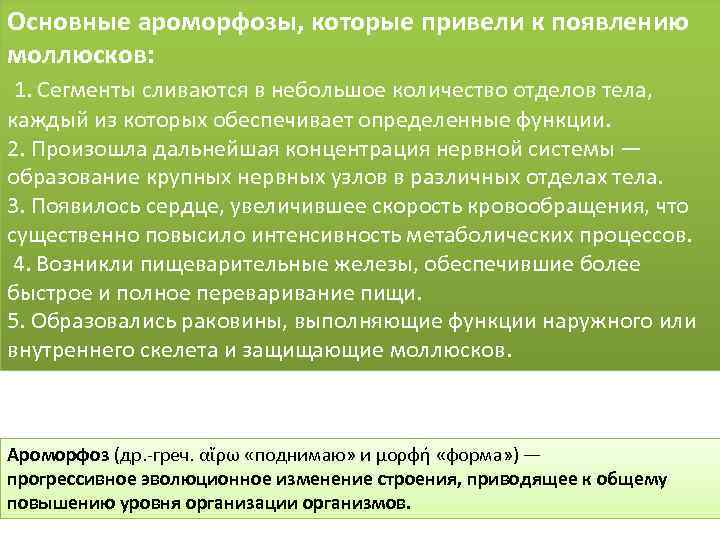 Основные ароморфозы, которые привели к появлению моллюсков: 1. Сегменты сливаются в небольшое количество отделов