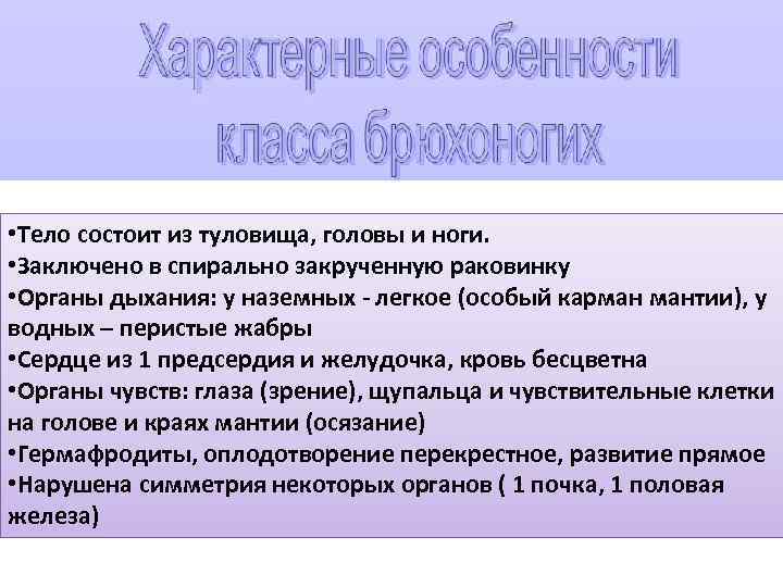  • Тело состоит из туловища, головы и ноги. • Заключено в спирально закрученную