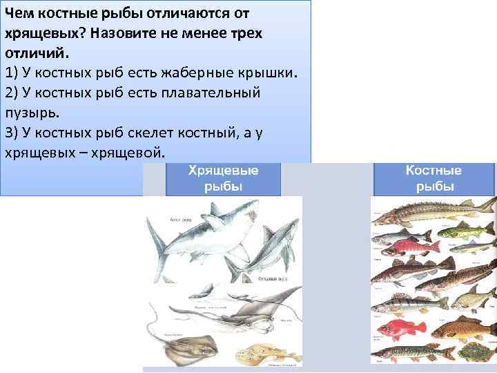 Чем костные рыбы отличаются от хрящевых? Назовите не менее трех отличий. 1) У костных