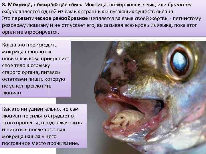 8. Мокрица, пожирающая язык, или Cymothoa exigua является одной из самых странных и пугающих