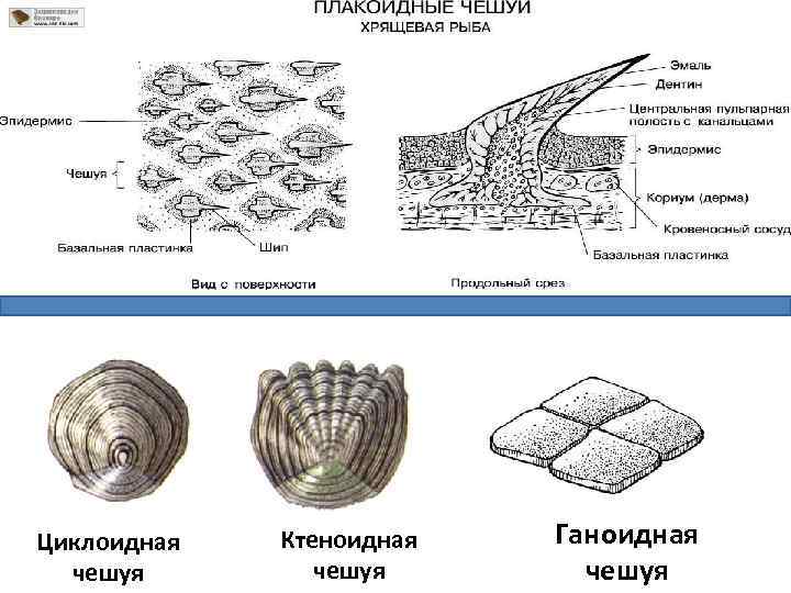 Циклоидная чешуя Ктеноидная чешуя Ганоидная чешуя 