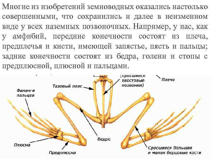 Многие из изобретений земноводных оказались настолько совершенными, что сохранились и далее в неизменном виде