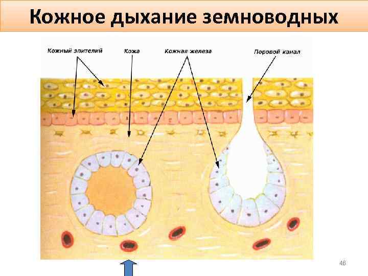 Кожное дыхание земноводных 46 