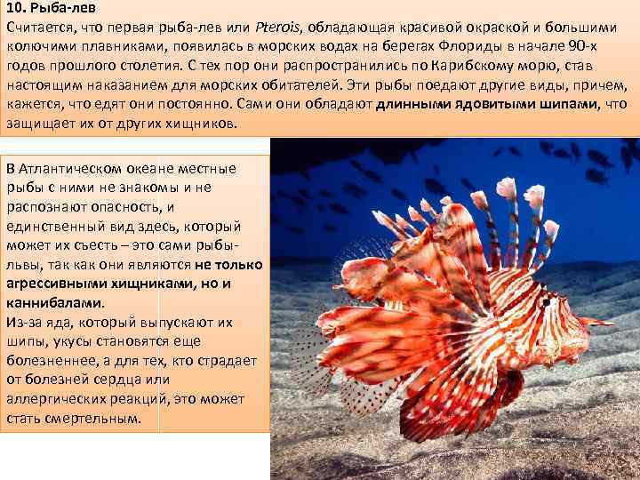 10. Рыба-лев Считается, что первая рыба-лев или Pterois, обладающая красивой окраской и большими колючими