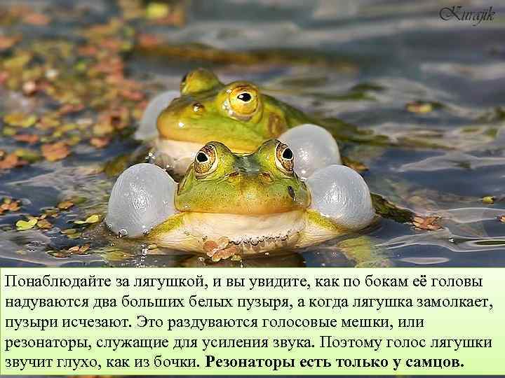 Понаблюдайте за лягушкой, и вы увидите, как по бокам её головы надуваются два больших