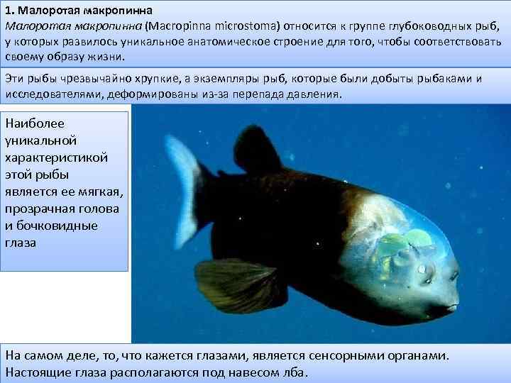 1. Малоротая макропинна (Macropinna microstoma) относится к группе глубоководных рыб, у которых развилось уникальное