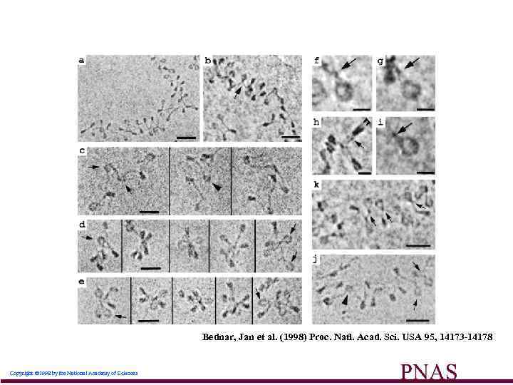 Bednar, Jan et al. (1998) Proc. Natl. Acad. Sci. USA 95, 14173 -14178 Copyright