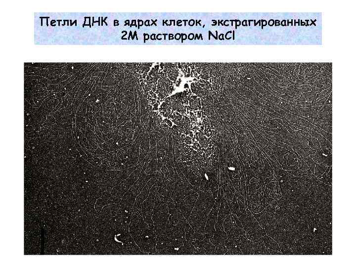 Петли ДНК в ядрах клеток, экстрагированных 2 M раствором Na. Cl 